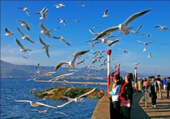 佛山到昆明物流專(zhuān)線|佛山到昆明物流公司|佛山到昆明貨運(yùn)專(zhuān)線